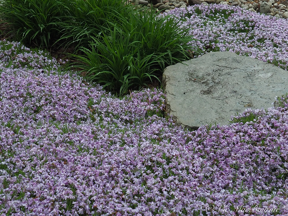 creeping phlox