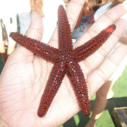 Munich Ribeiro de Oliveira