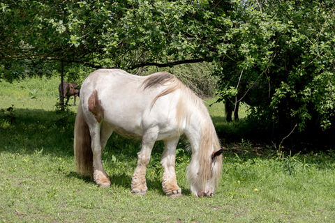 Pferde