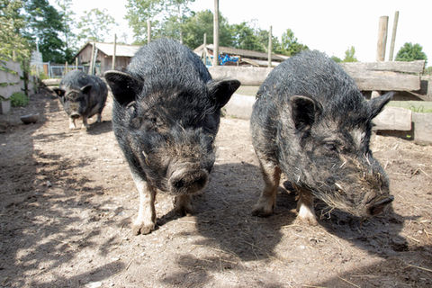 Hängebauchschweine