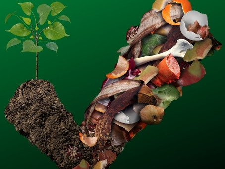 Vamos conversar sobre compostagem doméstica?