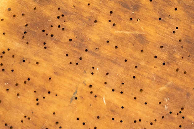 Borer Control in Brisbane Homes