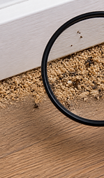 Specialist pest control services for German cockroaches, bed bugs, fire ants and other pest infestations in Brisbane.