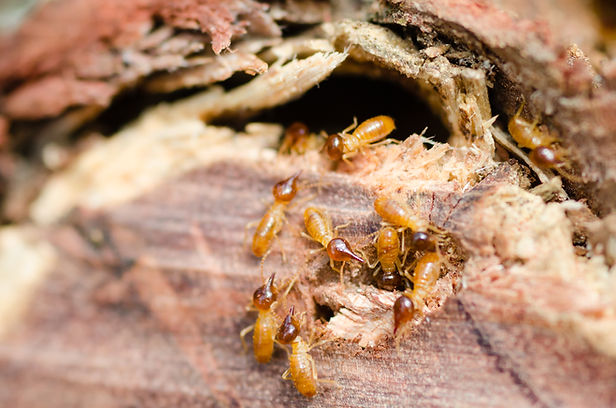 Termite protection