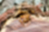 Termite inspection in Brisbane are vital due to favourable conditions all year around.