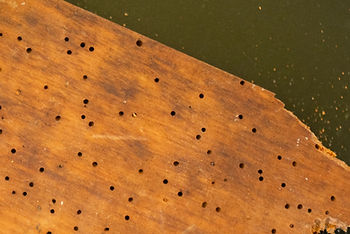 Preventing Borer Damage Before It Starts