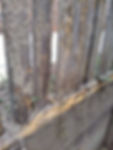 Termite damage to fence