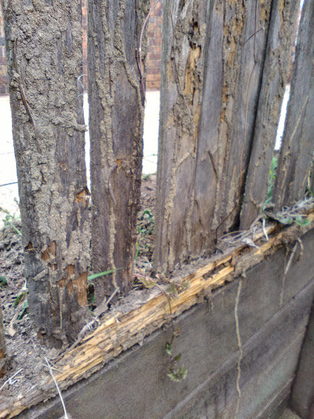 Termite damage to fence