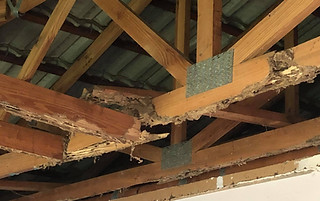 termite damage in roof void discovered during a termite insecton