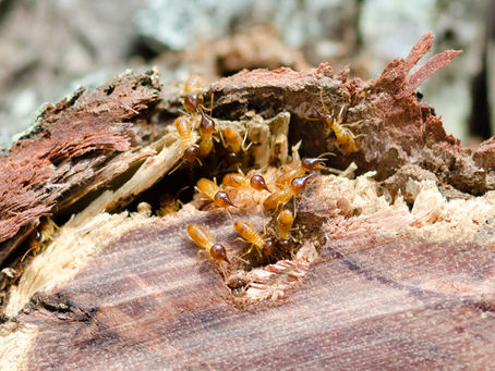 Subterranean Termites – The Unseen Threat