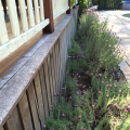 Garden against the wall is a risk for a potential termite attack to your home