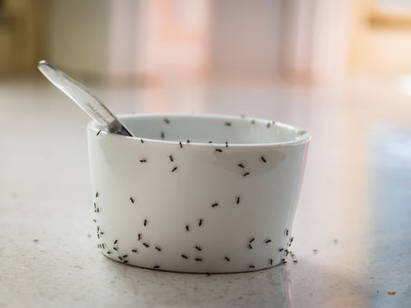 Say good-bye to ants this Christmas season!