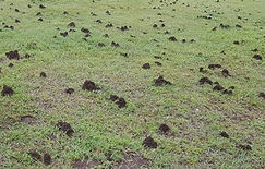 Funnel Ants pest control