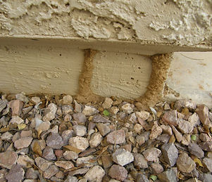 External inspections focus on identifying termite entry points and signs of activity.