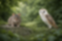 Rodent control designed to reduce risk to wildlife and birds of prey