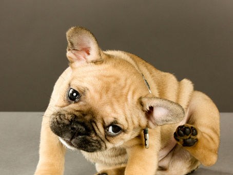 Flea Pest Control in Brisbane