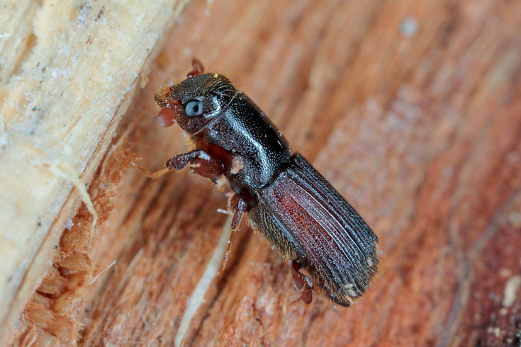 Borer Pest Control Brisbane