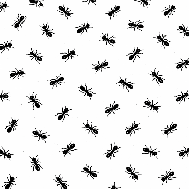 Termite Protection for Body Corp in Brisbane