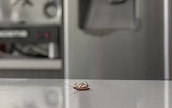 pest controller company brisbane