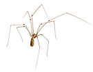 Spider Pest Control - Brisbane