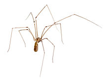 daddy-long-legs-spider-61513797.jpg