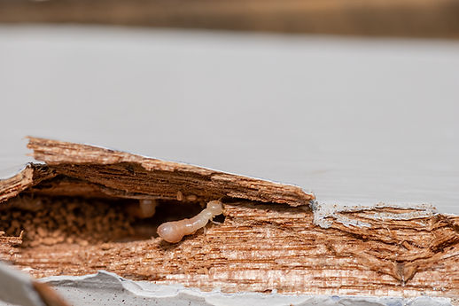 All Termite Inspections Include Thermal Imaging