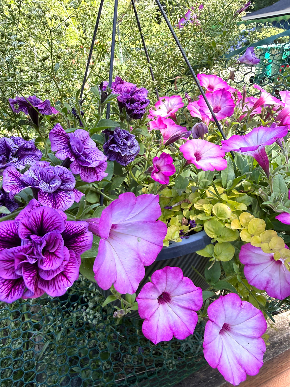 Impressive double bloom petunia in front of last year's celery that went to seed.
