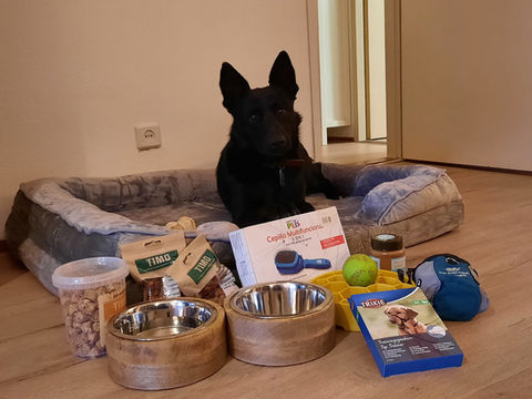 Lobito adoptado del RSG