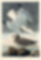 The Great Seagull Riposte