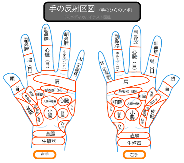 Kasword 手 ツボ 脾臓 痛い