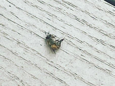 Nature is chasing me and Homeschool Update!