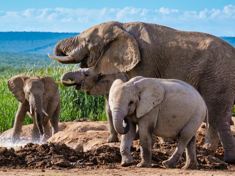 elephants-in-south-africa-family-of-elephant-in-a-2022-08-02-00-15-03-utc.jpg