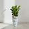 Miniatura: Zamioculcas no Vaso de Fibra