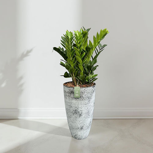 Zamioculcas no Vaso de Fibra
