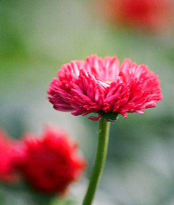 Chryzantema Close Up