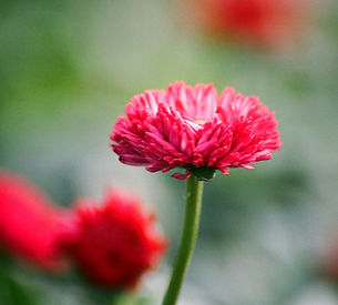 Chrysanthemum Close Up 
