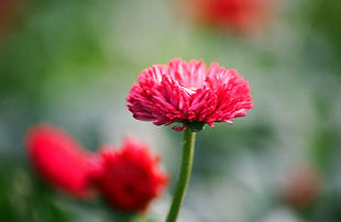 Chrysanthemum Close Up