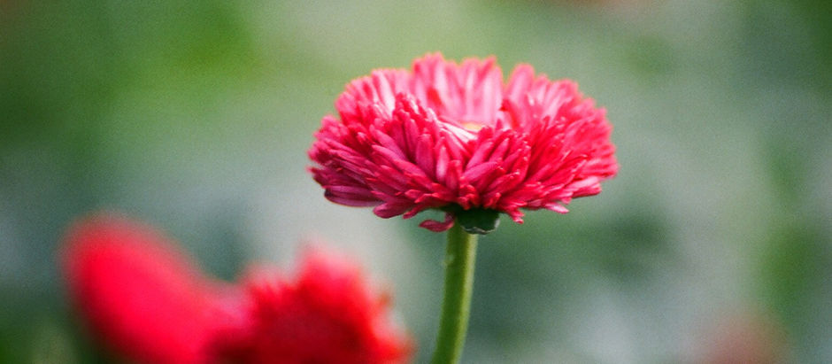 Awesome Organic Seed Resources