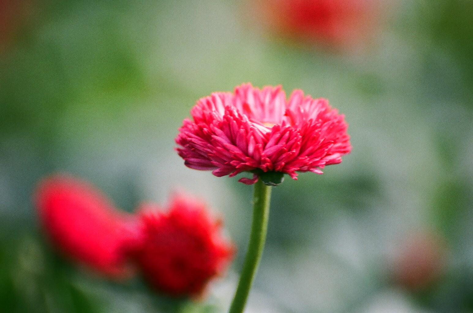 Vivid Red Flower