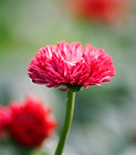 Chrysanthemum Close Up
