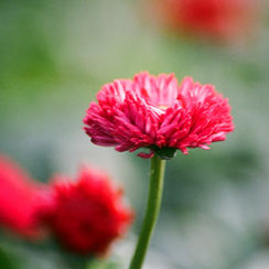 Chrysanthemum Close Up 