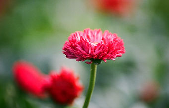 Chrysanthemum Close Up