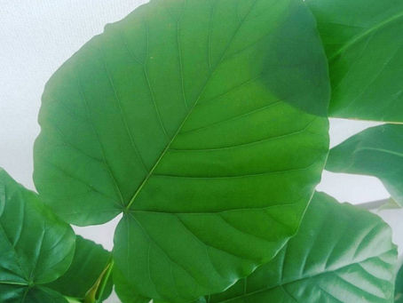 久々のガーデニング🍀