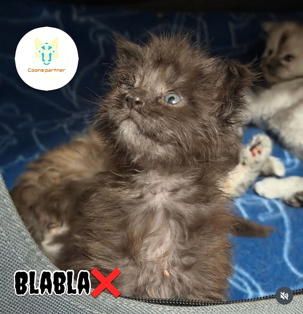 Chaton Maine Coon LOOF male Black Smoke Blabla Coons Partner Occitanie (Aude)
