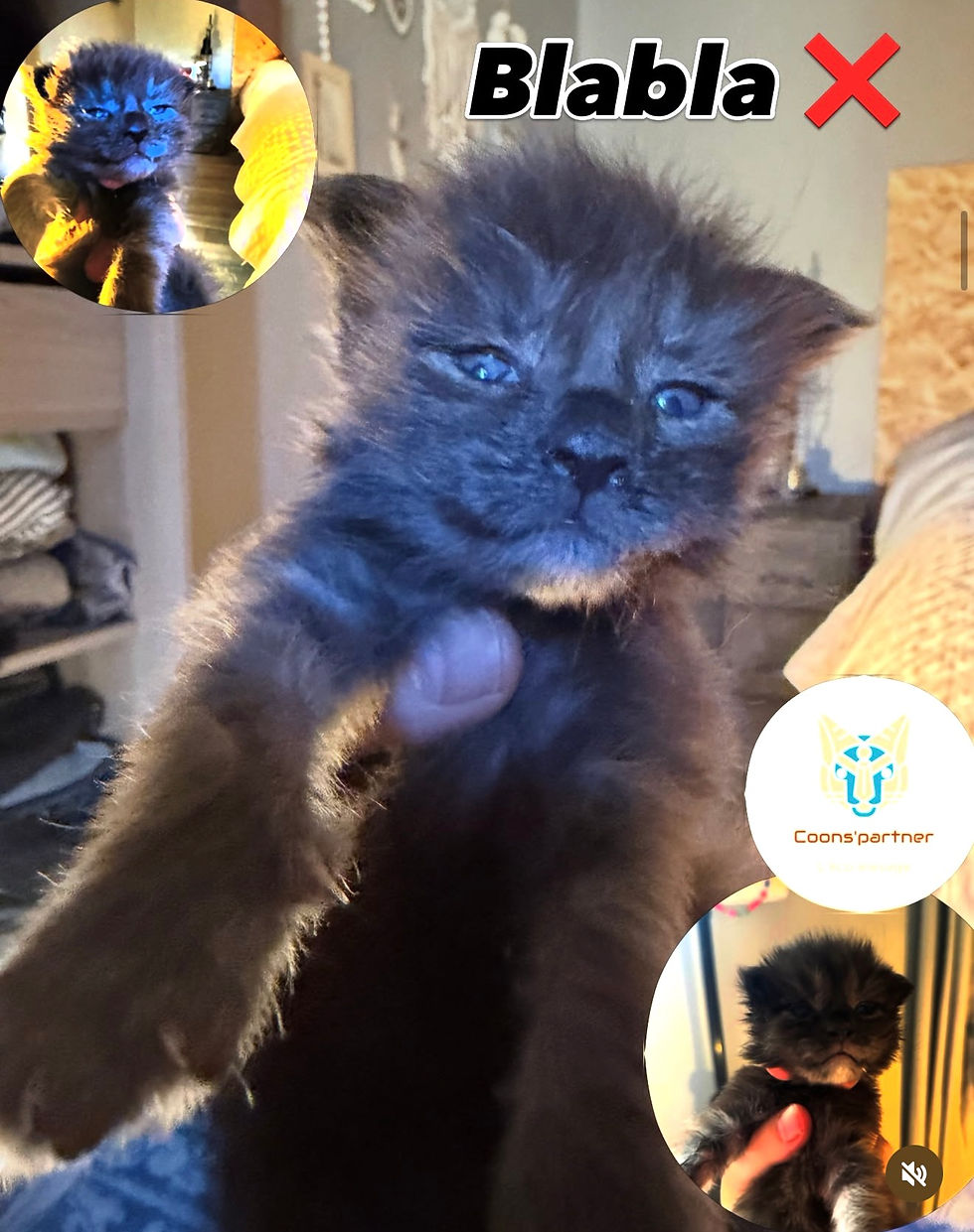 Chaton Maine Coon LOOF femelle Black Tortie Smoke Baba Coons Partner Occitanie (Aude)