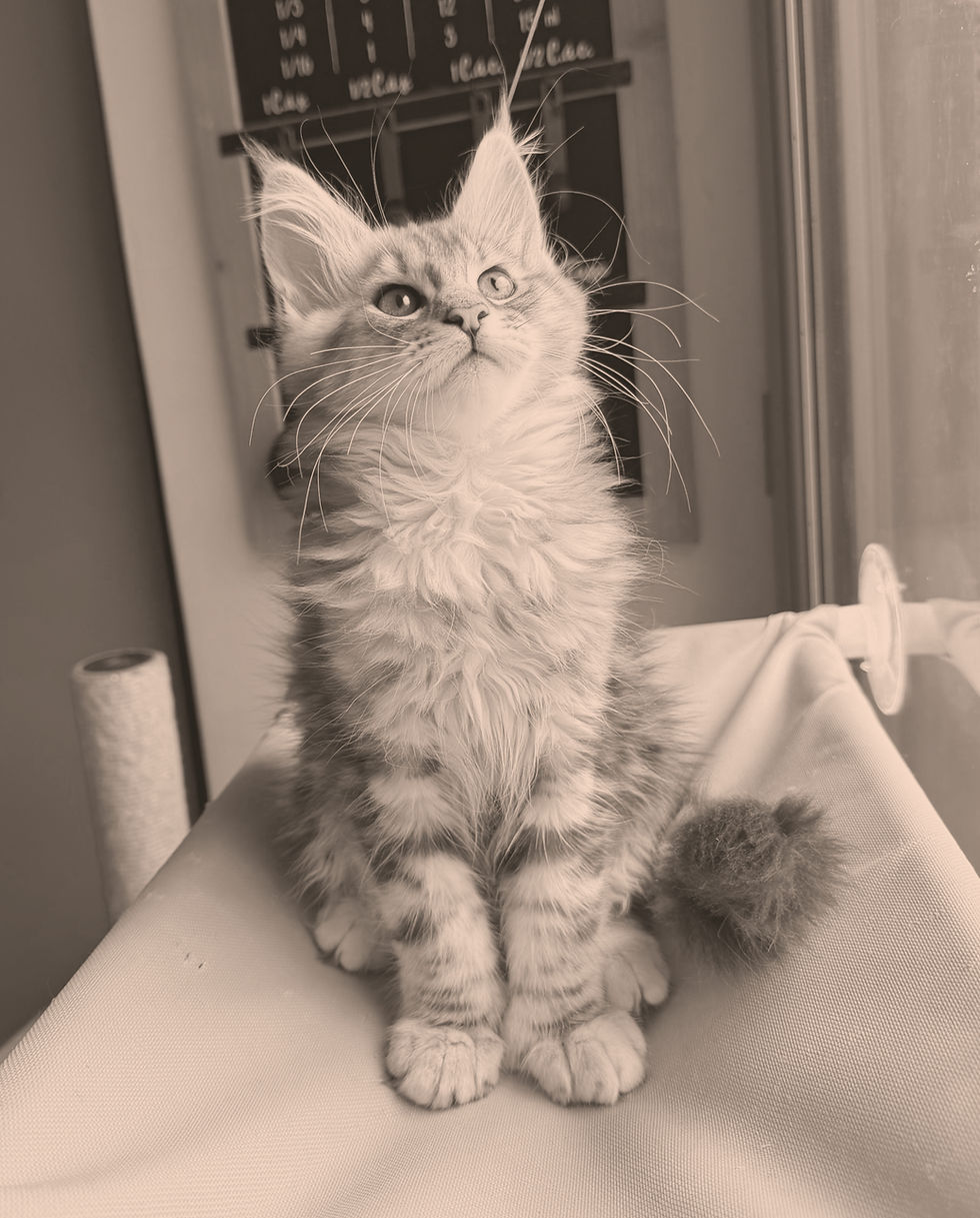 Chaton Maine Coon LOOF femelle polydactyle Black Silver Blotched Tabby Brizzie Coons Partner Occitan