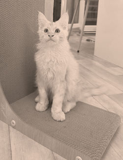 Chaton Maine Coon LOOF male Red Silver Blotched Tabby Brikol Coons Partner Occitanie (Aude)