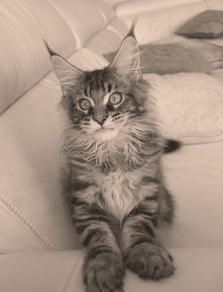 Chaton Maine Coon LOOF male Brown Blotched Tabby Boudu Coons Partner Occitanie (Aude)