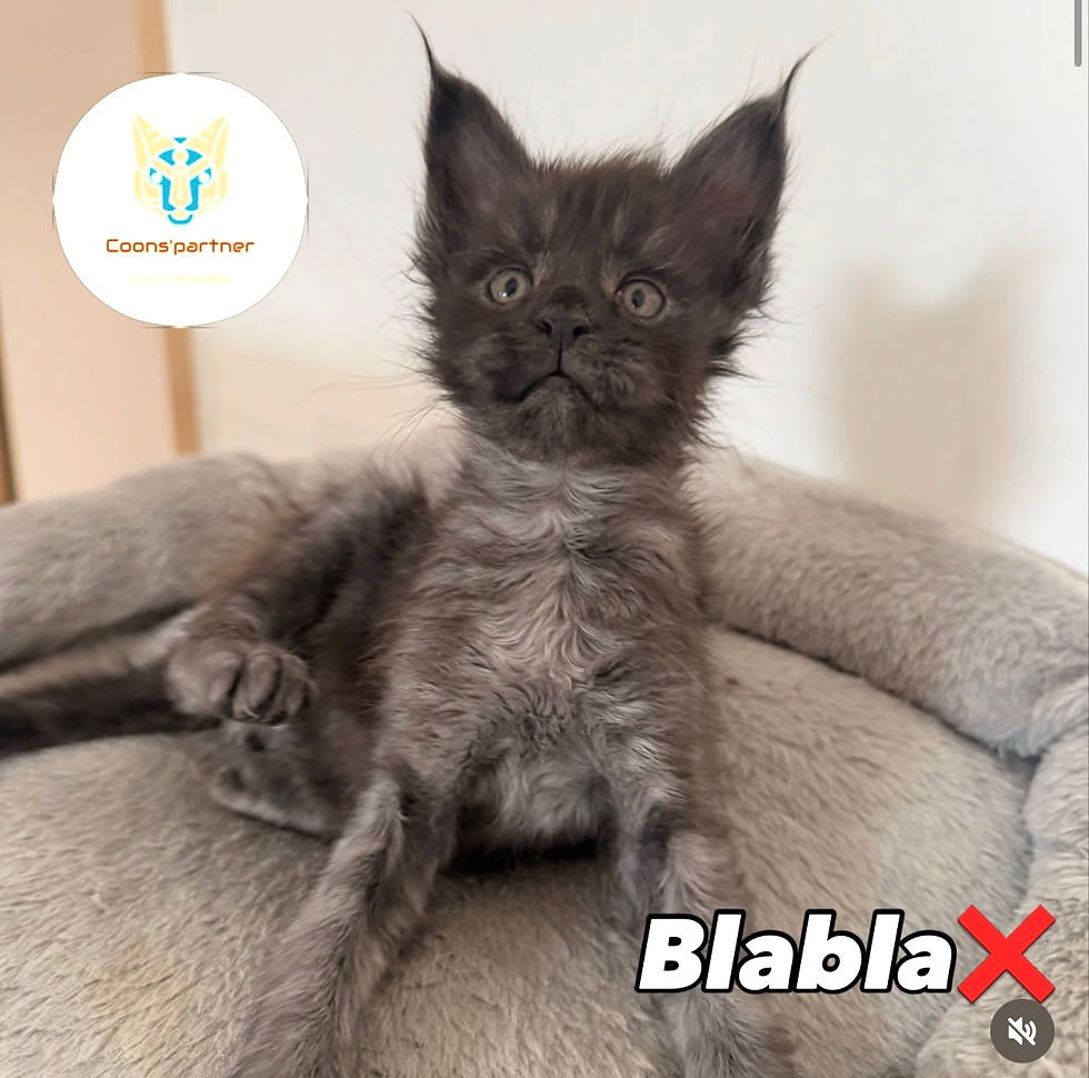 Chaton Maine Coon LOOF male Black Smoke Blabla Coons Partner Occitanie (Aude)