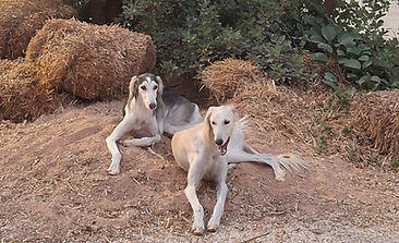 20240624_185810_edited.jpg